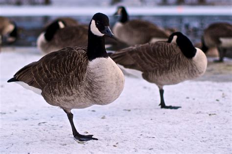 Canadian Geese Standing On One Leg Johan Nilsson Flickr