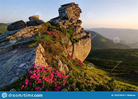 Rhododendron Flowers On Morning Summer Mountain Slope Stock Photo