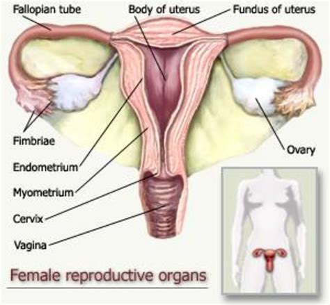 Labeled illustration chart on white. The Difference Between Cysts on the Ovary and Ovarian ...