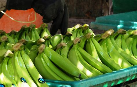 Peru Seeks To Export To Niche Markets Through Banana Diversification