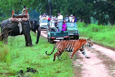 Top 5 Wildlife Sanctuaries In India The Royale