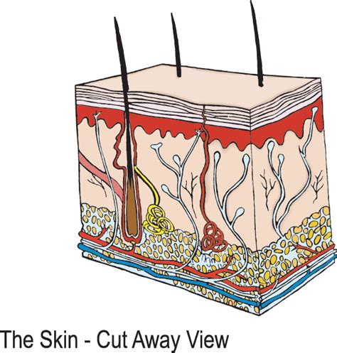Skin Anatomy Cartoon