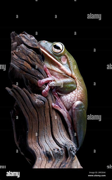 The White Lipped Tree Frogis The Worlds Largest Tree Frog Stock Photo