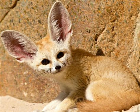 Beautiful Fox Fennec Fox Baby Animals Pictures Cute Baby Animals