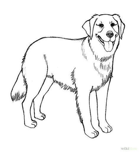 Labrador Dog Coloring Pages At Getdrawings Free Download