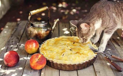 Kidney disease is extremely common in cats. Homemade Food for Cats with Kidney Failure - Catsfud