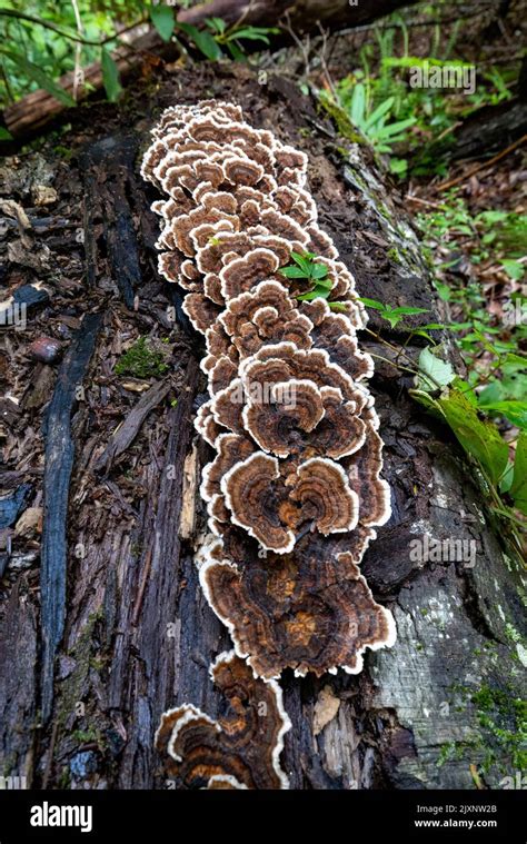 turkey tail mushroom trametes versicolor growing on fallen tree trunk sycamore cove trail