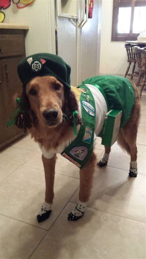 30 Amazing Pet Halloween Costume Ideas To Be Scouts And
