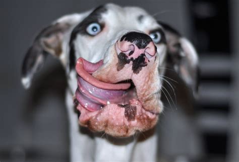 Meet The Dog Thats Gurning Heads With His Hilariously Funny Faces
