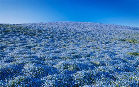 Over 4 Million Blue Flowers Bloomed At A Japanese Park Hitachi