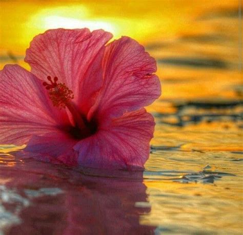 Hibiscus Sunset Hibiscus Sunset Hawaii Beachlife Islandlife Flowers Beautiful Flowers