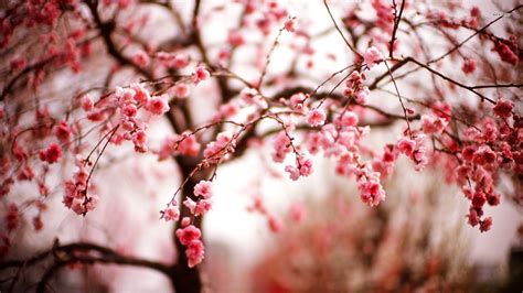 Cherry Blossom Tree Wallpaper 60 Images