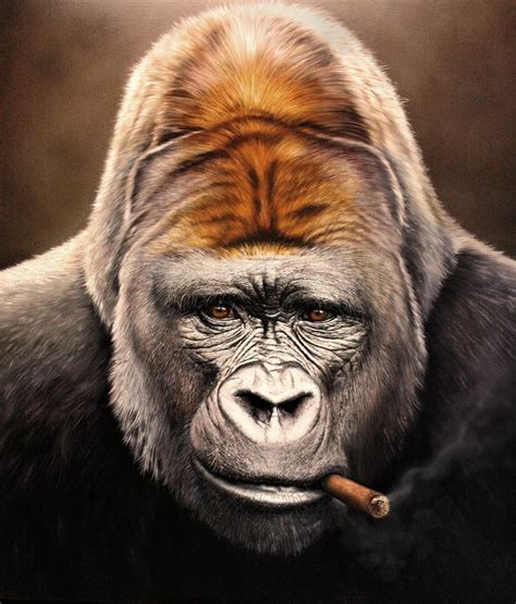 Gorilla Monkeys Snout Glance Cigar Face Hd Wallpaper Rare Gallery