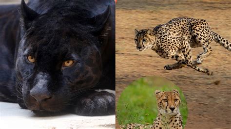 Quelle Est La Différence Entre Panthère Jaguar Léopard Et Guépard