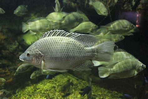 Tilapia Open Source Ecology