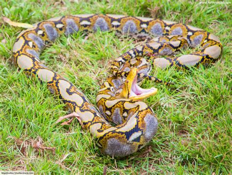 Reticulated Python Facts And Pictures The Longest Snake In The World