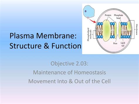 Ppt Plasma Membrane Structure And Function Powerpoint Presentation