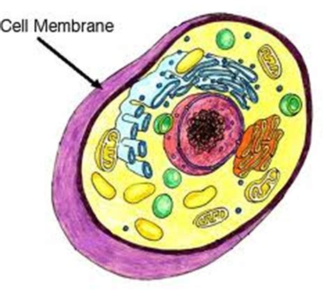 4) cell membrane or plasma membrane. Organelles that Create Boundaries - Plant and Animal Cell ...