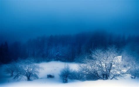 Landscapes Winter Snow Trees Fog Blue Skies Wallpapers Hd