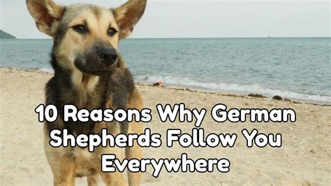 10 Reasons Why German Shepherds Follow You Everywhere All About