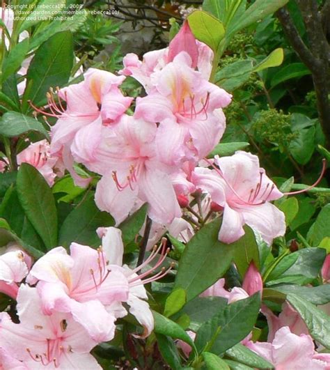 Check spelling or type a new query. PlantFiles Pictures: Rhododendron, Azalea 'Candy Lights ...