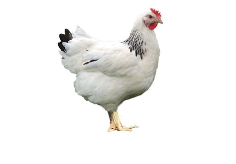 Sasso Traditional Poultry Ivory North America Sasso Poultry
