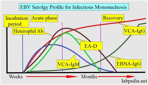 Epstein Barr Virus Ebv And Infectious Mononucleosis
