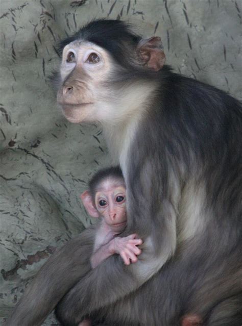 Una Cría De Primate Mangabey Gris Nace En El Zoo De Barcelona