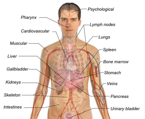 Male Body Structure And Organs Location Organs In Male Body