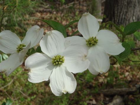 There are many species to choose from. Love, Granny: The Legend of the Dogwood Tree