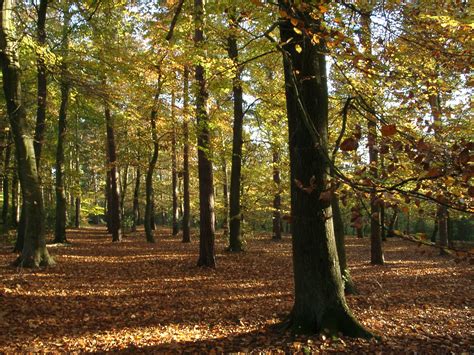 Datei:Woodland English Autumn Sunlit.JPG – Wikipedia