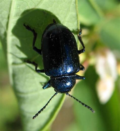 cobalt milkweed beetle chrysochus cobaltinus bugguide