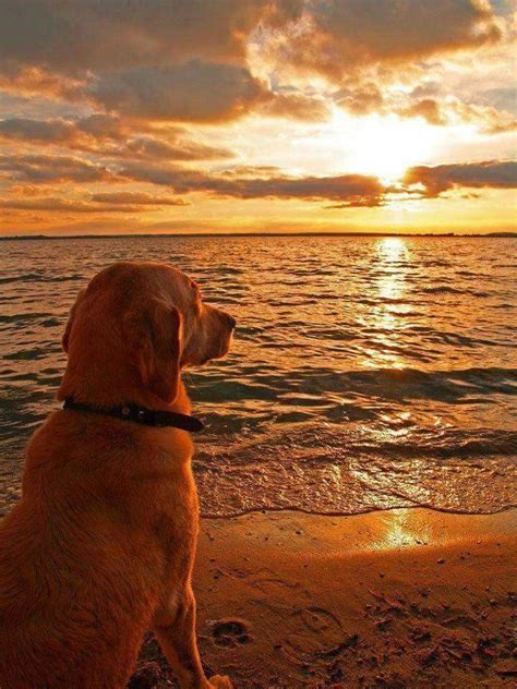 A Dog Is Sitting On The Beach Watching The Sunset