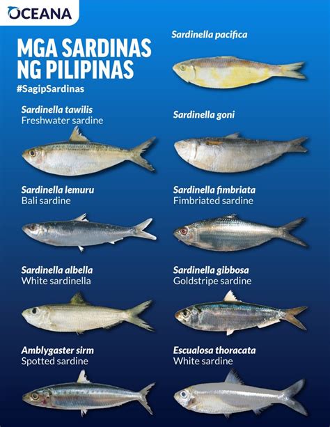 Oceana To Da Bfar Protect Filipino Staple Food Sardines By Approving