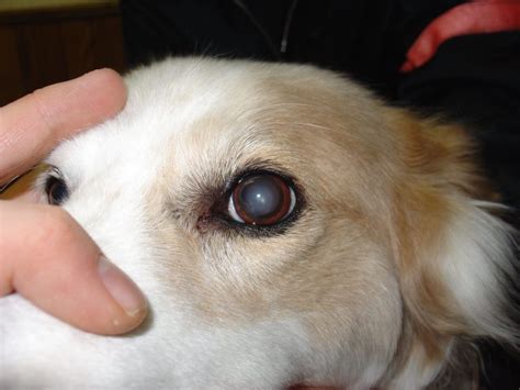What Are Cloudy Eyes In Dogs Doggo Health