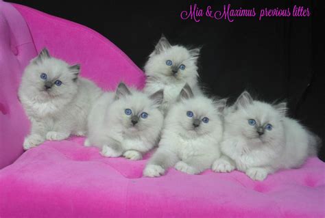 Angel Eyes Ragdolls Ragdoll Cat Breeder Maroochydore Qld