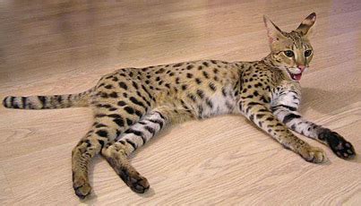 Here's what you need to know about these magnificent creatures before you take if you want to buy a bengal cat, a little information will come in handy prior to purchasing one. From The Jungle To Living Room: The Savannah Cat | Cat ...