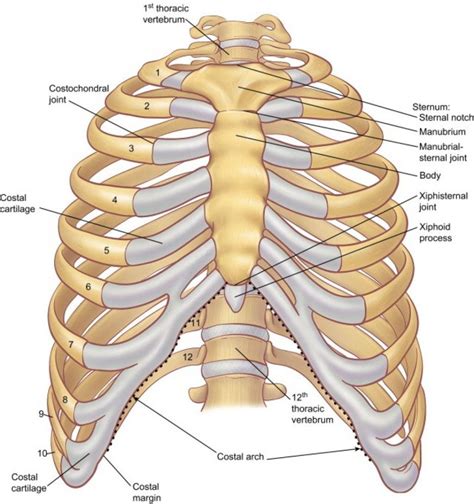 Posterior anatomy of rib cage. Anatomy Of The Rib Cage Diagram