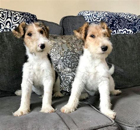 Wire Haired Terrier Puppies