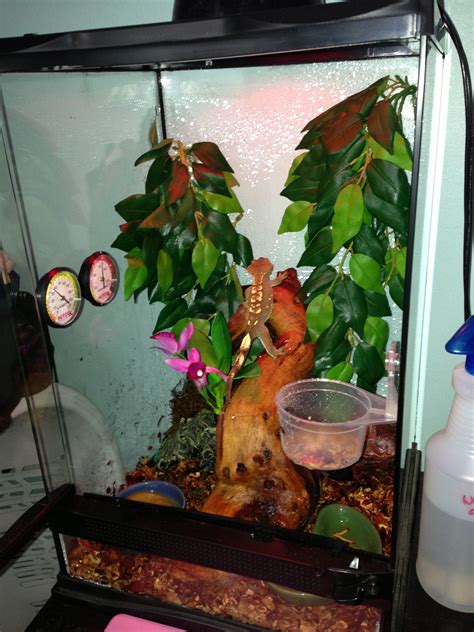 Bones And Daisys New Zoo Med Terrarium Crested Gecko Crested Gecko