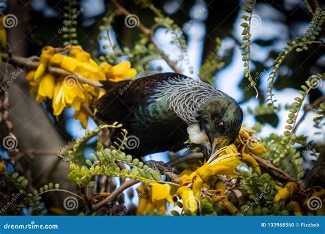 new zealand native songbird the tui in native kowhai tree sucking nectar from bright yellow