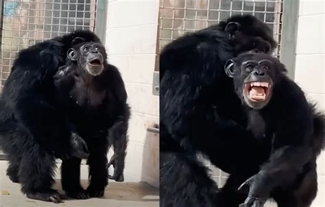Chimp Sees Sky for the First Time - Her Reaction Will Melt Your Heart
