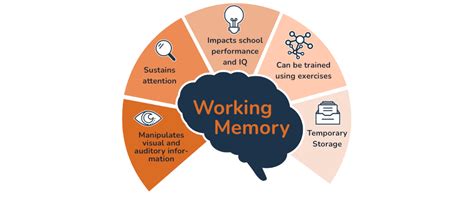 Working Memory In Cognitive Development Learning And Academic