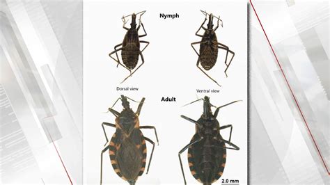 Osu Researcher Learning More About Kissing Bug Deadly Disease