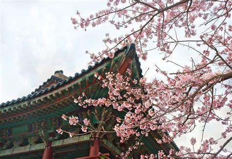 when and where to enjoy cherry blossoms in south korea this season wego travel blog