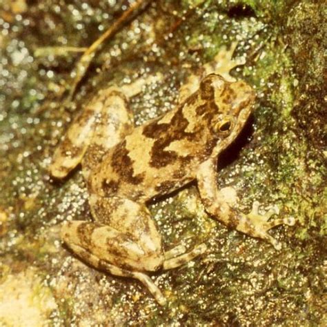 These 10 Amphibians Have Gone Extinct Or Are In Serious Danger