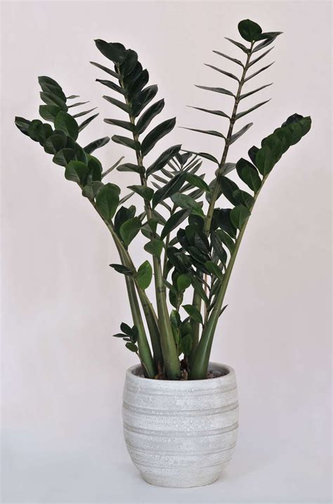 You can plan your entire year of gardening here, see my month to month planting guide. Zamia plant