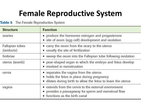 2 Female Reproductive System Female Reproductive System