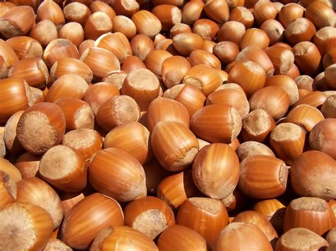 Hazelnuts Facts Nutritional Information Auscrops Com Au