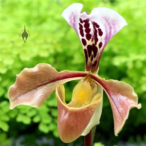 Aboutorchids Blog Archive Valentine Orchid